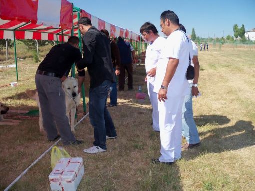  kangallardan kan alınması